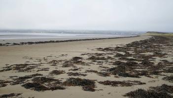 Dog walkers advised to be aware of high number of bird carcasses on Donegal beach