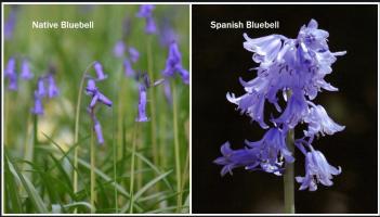 We love our beautiful spring bluebells in Donegal, but they could be under threat