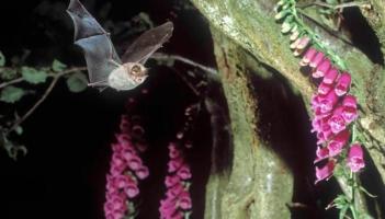 Going Batty in Moville. New night-time nature programme takes flight