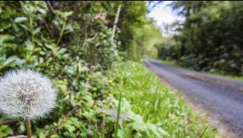 Spring foraging made simple: Everyday plants in your hedgerows and how to use them