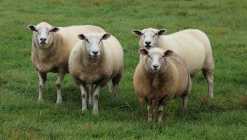 Retired Garda fined in Donegal court as 140 untagged sheep destroyed
