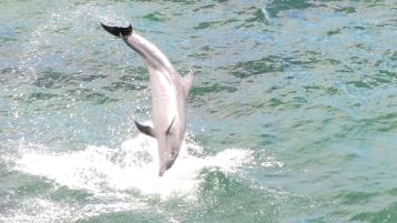 Dolphins put on a show at Muckross