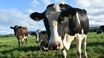 Minister must convene Beef Market Taskforce at once &ndash; McConalogue
