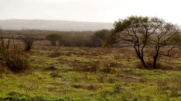 Donegal farmers on peat soils may lose CAP payments - TD