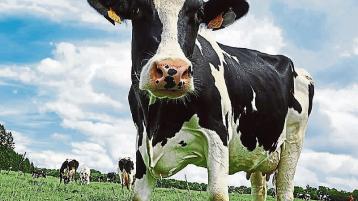 Donegal milk plant processes an average of more than 300,000 litres of milk a day