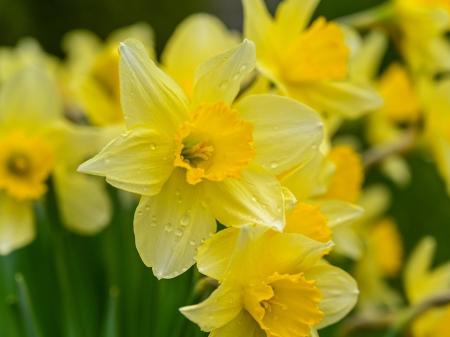 Swilly Gardening Club announces first meeting of the year
