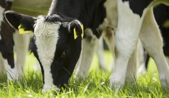 East Donegal farm to host CalfCare Roadshow event in January