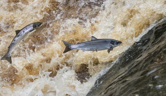 Loughs Agency reduces salmon tag allocation amid sharp decline in fish numbers
