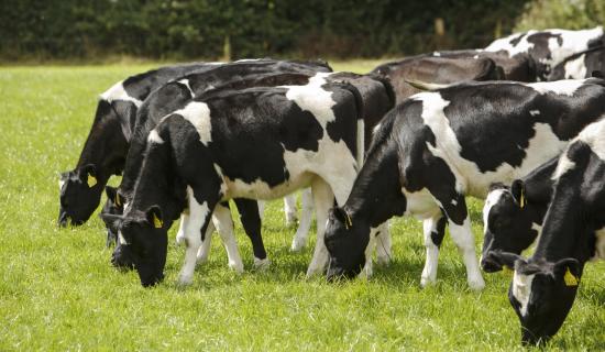 Animal Health Ireland urges Donegal farmers to act fast on BVD eradication