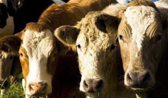 Local Farming: What is going on with Ireland&rsquo;s factory beef price?