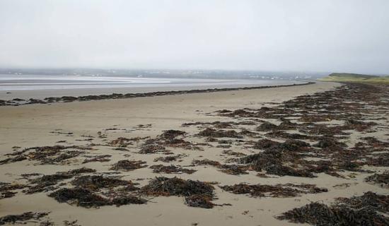 Dog walkers advised to be aware of high number of bird carcasses on Donegal beach