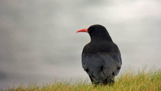 National chough survey to help with conservation of rare bird seen on Donegal coasts&nbsp;&nbsp;&nbsp;