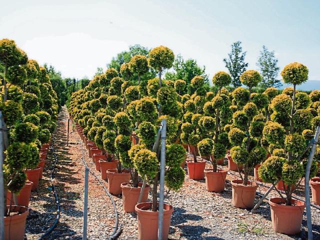 Gardening: Choosing a tree for a tiny garden - Donegal Live