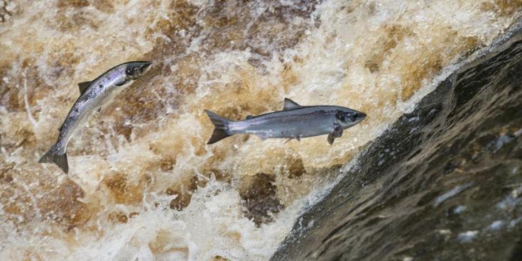 Loughs Agency reduces salmon tag allocation amid sharp decline in fish numbers
