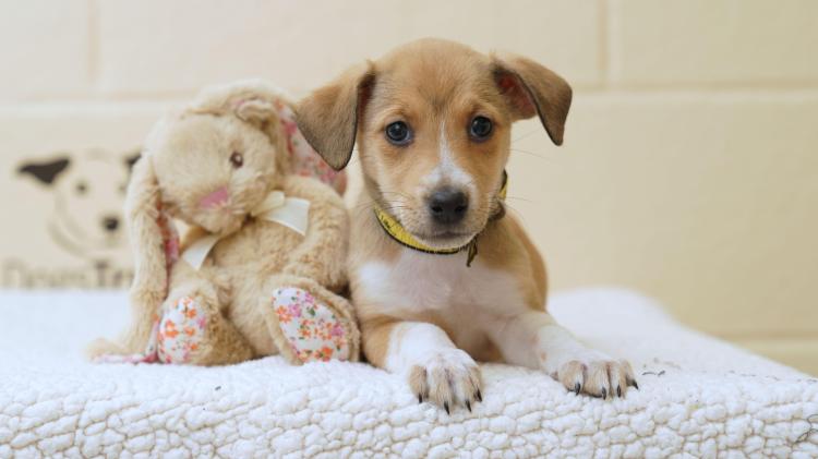 Dog owners warned about dangers of Easter chocolate this weekend 