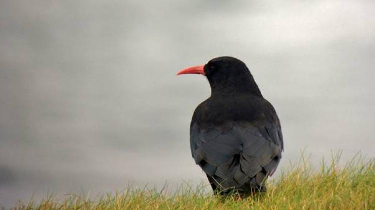 National chough survey to help with conservation of rare bird seen on Donegal coasts&nbsp;&nbsp;&nbsp;