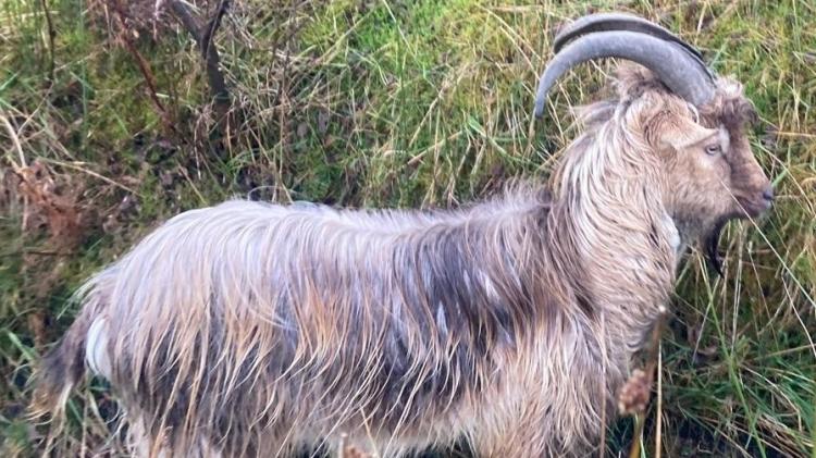 Animals in Need Donegal appeal to find owner of missing goat