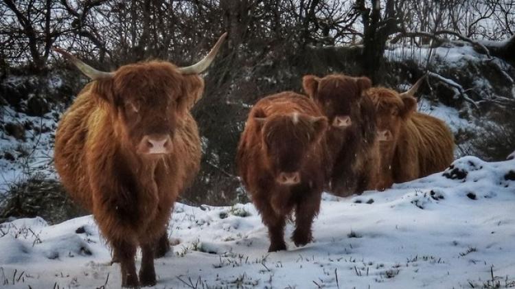 In pictures: Pets enjoying the snowfall across Donegal