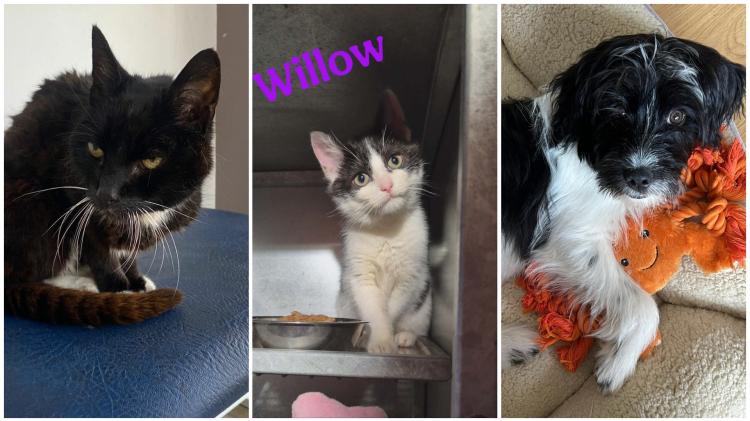 Very ill cat turned up at Dungloe Community Hospital 'as if seeking help'