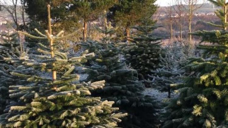 Final date approaches for Donegal County Council Christmas tree recycling scheme