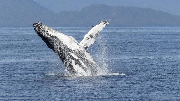 Irish Whale and Dolphin Group roadshow coming to Letterkenny