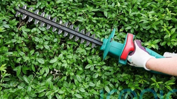 No landowners were prosecuted due to overgrown hedges last year