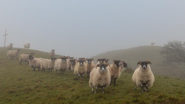 Donegal&rsquo;s black gold - from feeding the soil to chemical dependence