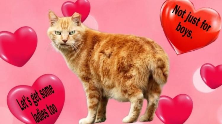 AIN Donegal &lsquo;turning Valentine's into a day of useful revenge&rsquo;