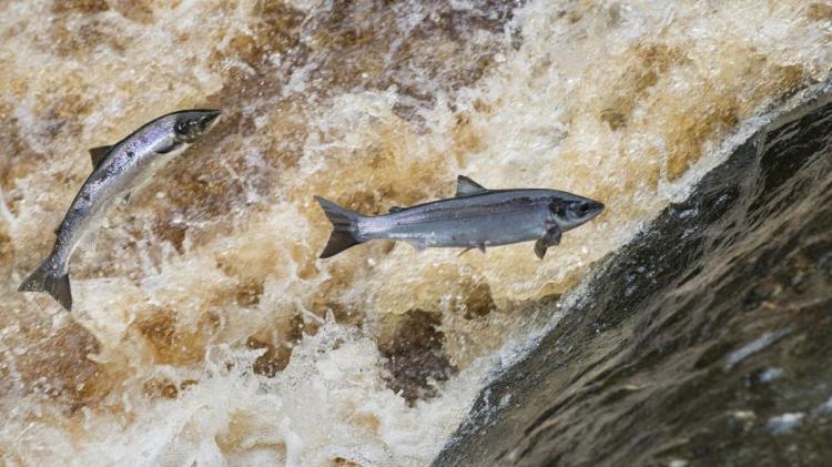 Loughs Agency reduces salmon tag allocation amid sharp decline in fish numbers