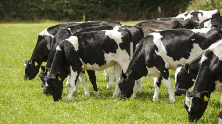 Cow destroyed after consuming aluminium can discarded in Donegal field