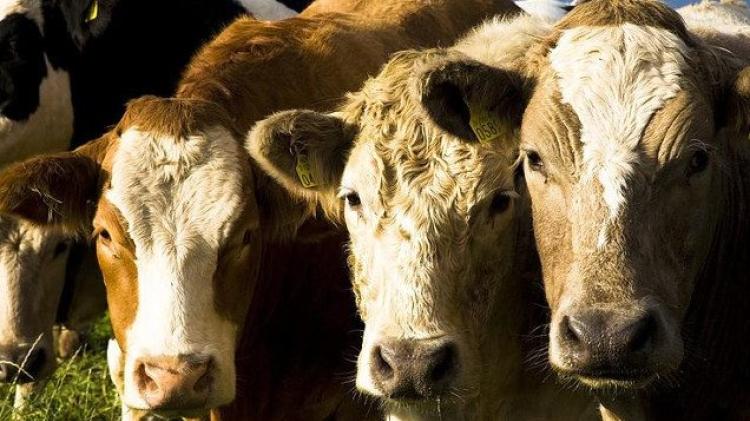 Local Farming: What is going on with Ireland&rsquo;s factory beef price?