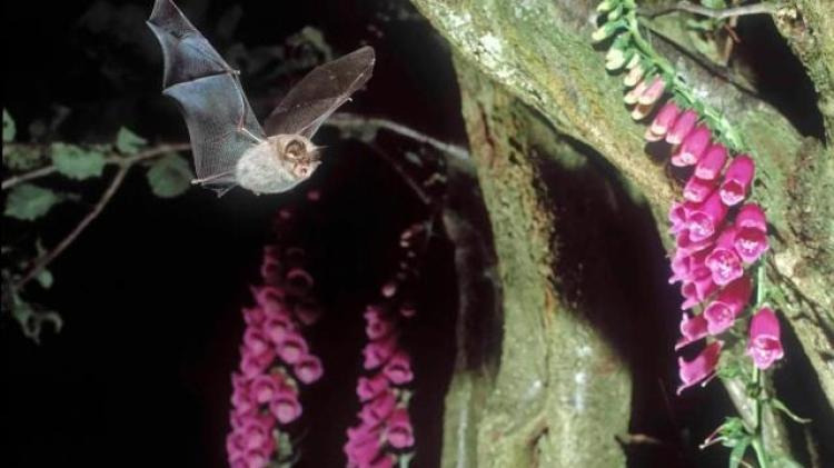 Going Batty in Moville. New night-time nature programme takes flight