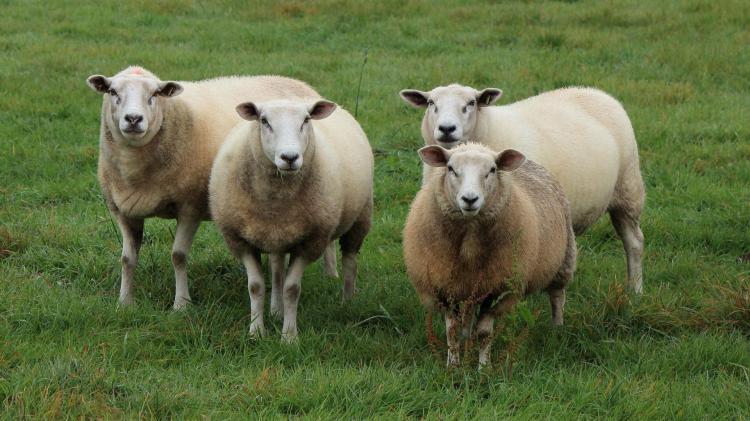 Donegal listed as Ireland&rsquo;s most populous sheep county in 2025