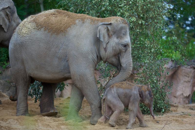 Asian Elephant Calf Born at Dublin Zoo