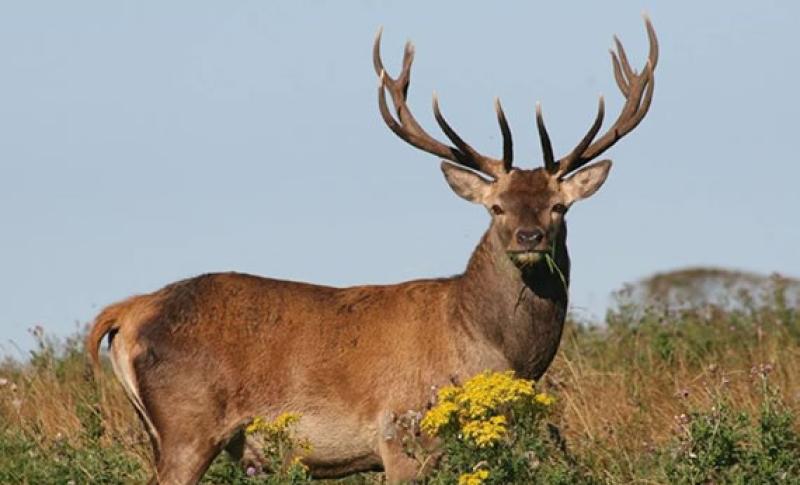 Motorists warned of the risk of collisions with deer