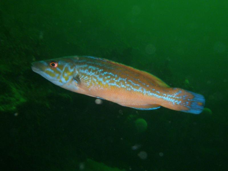 Horn Head marine life a highlight of Sheephaven dive