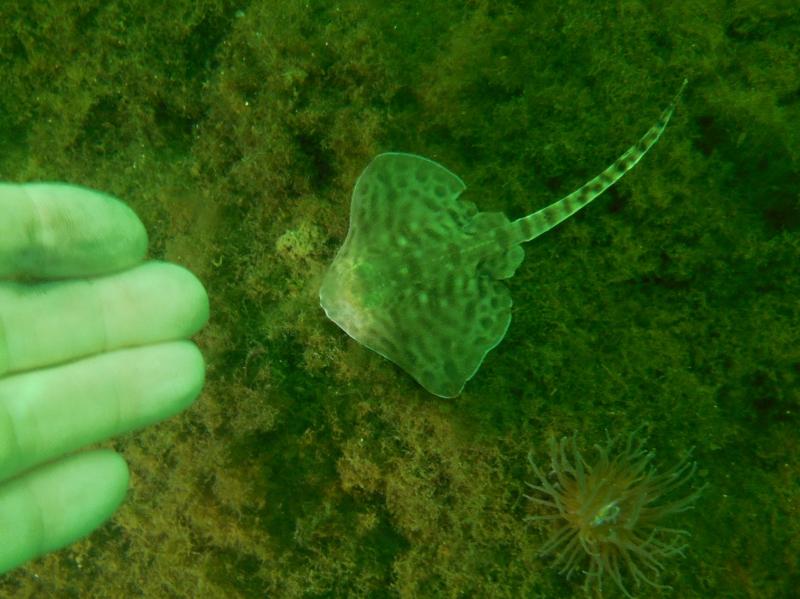 A new dive site for Sheephaven SAC