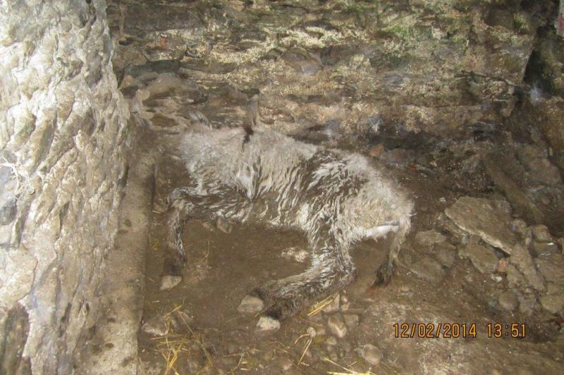 Donegal man given three month suspended jail sentence after dead and emaciated animals found on farm