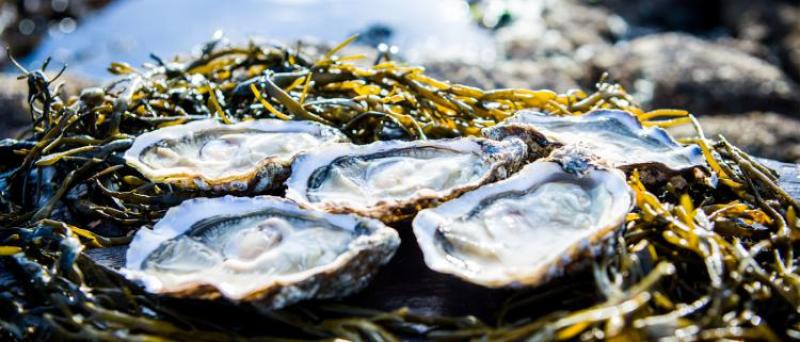 Concerns over plans for oyster farms in west Donegal