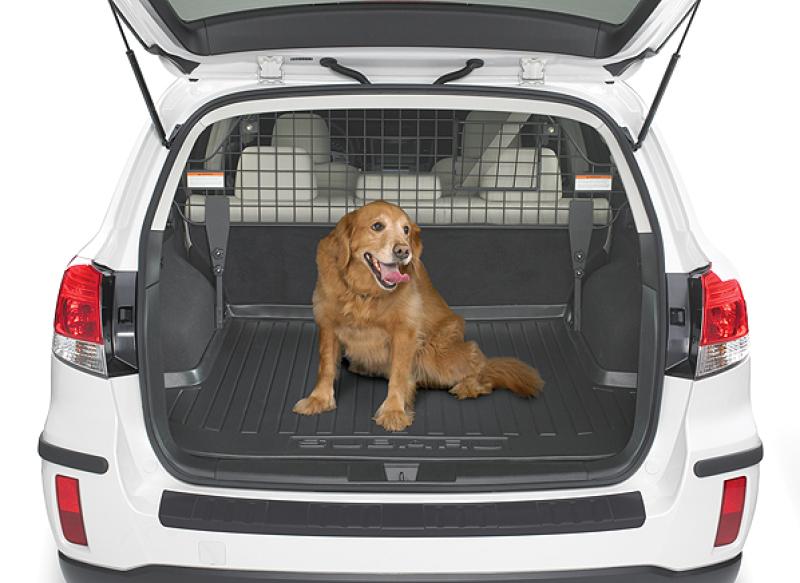 Have pooch, will travel: how to keep your pets safe in the car