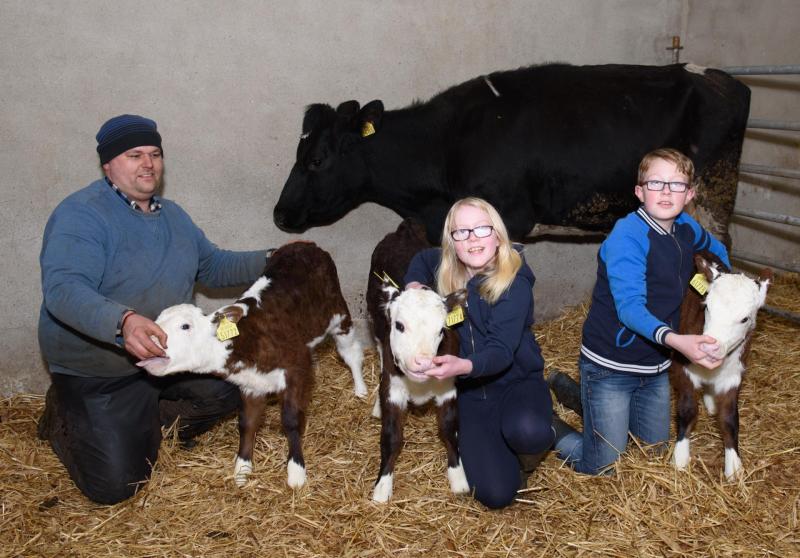 Cow gives birth to triplet calves on  Donegal farm