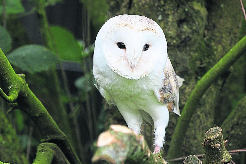 Payment on offer for farmers to provide nest boxes for barn owls