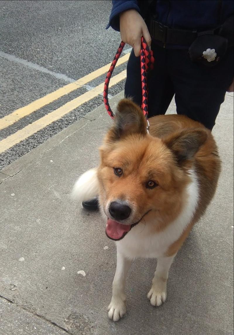 Update: Wandering dog is collected by its owner