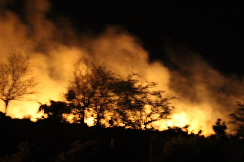 A gorse fire