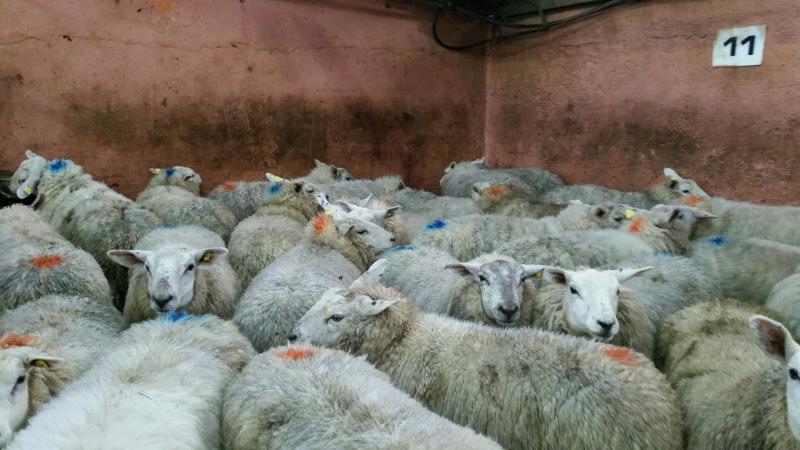 Welcome news for Donegal farmers as Glas payments are released