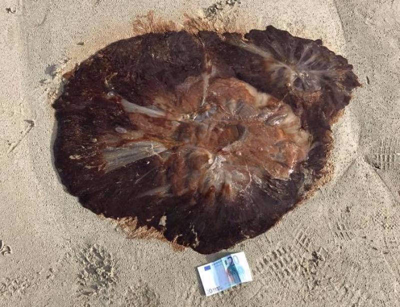 Warning after dangerous jellyfish found on Donegal beach