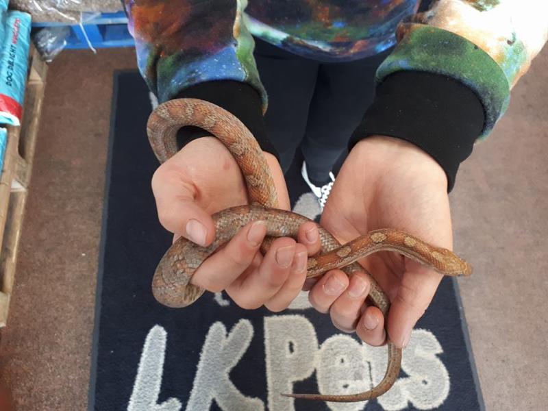 Donegal farmer shocked after finding snake on his land