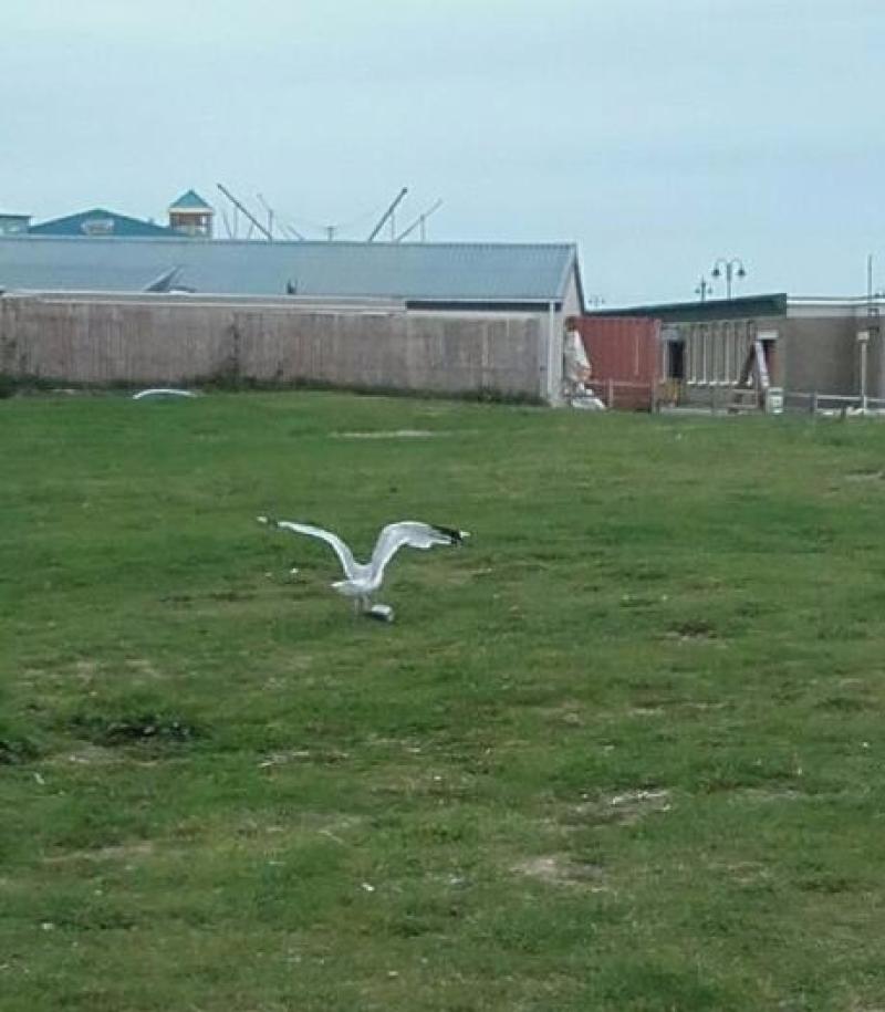 Efforts continue to assist injured seagull in Bundoran
