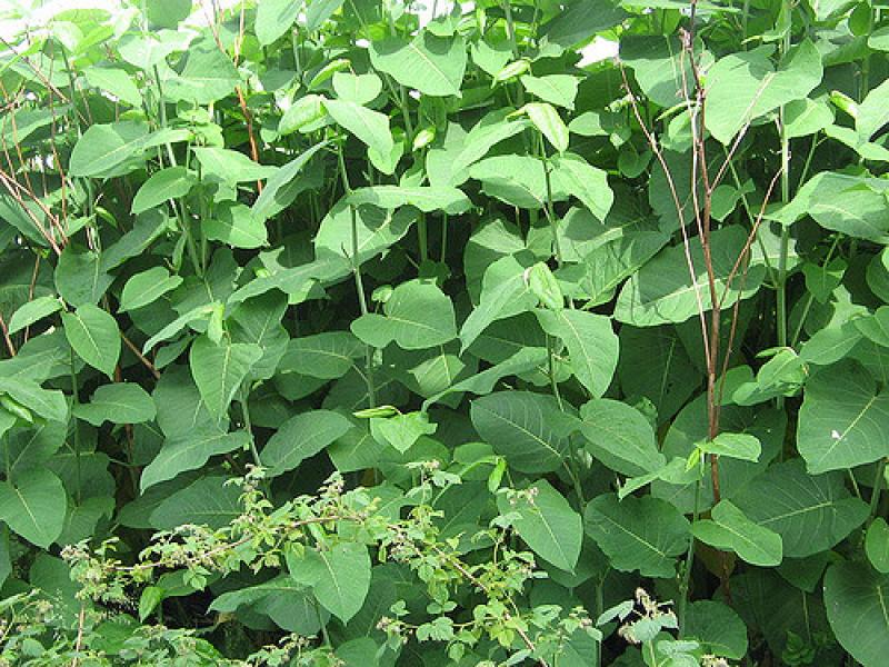 ‘Massive onslaught’ of Japanese knotweed reported along west Donegal riverbanks