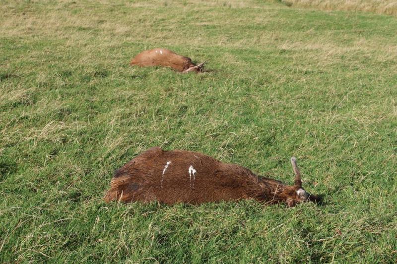 Farmer describes shooting of deer in Donegal as 'repulsive'